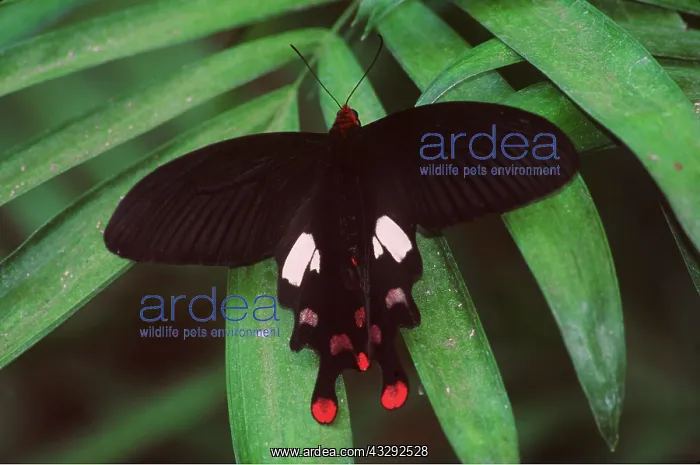 : BATWING BUTTERFLY : BATWING BUTTERFLY