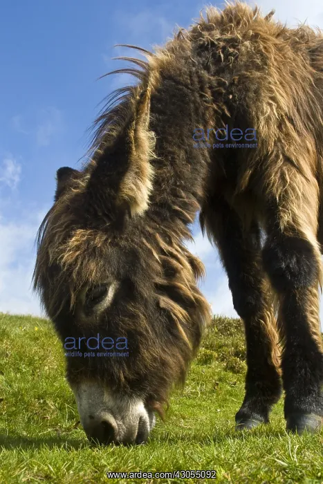  : Baudet du Poitou grazing