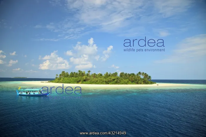 : Baughagello Island, South Huvadhoo Atoll : Baughagello Island, South Huvadhoo Atoll