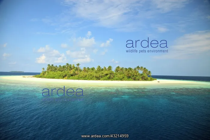 : Baughagello Island, South Huvadhoo Atoll : Baughagello Island, South Huvadhoo Atoll