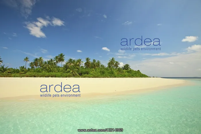 : Baughagello Island, South Huvadhoo Atoll : Baughagello Island, South Huvadhoo Atoll
