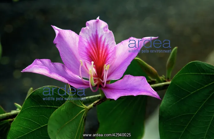  : Bauhinia - The flower of this deciduous tree