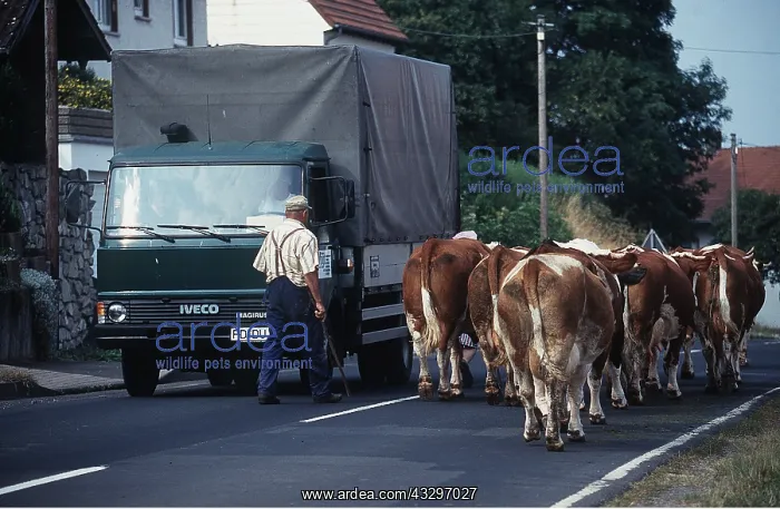: BAVARIAN COWS - CROSSING STREET : BAVARIAN COWS - CROSSING STREET