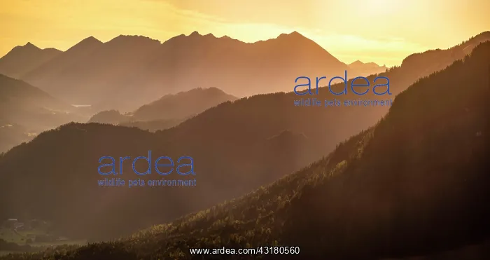 : Bavarian foothills of the Alps at sunrise, near : Bavarian foothills of the Alps at sunrise, near