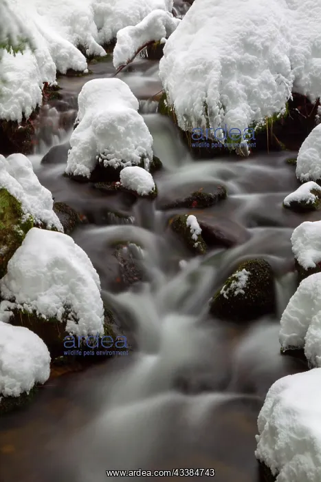 : Bavarian Forest : Bavarian Forest