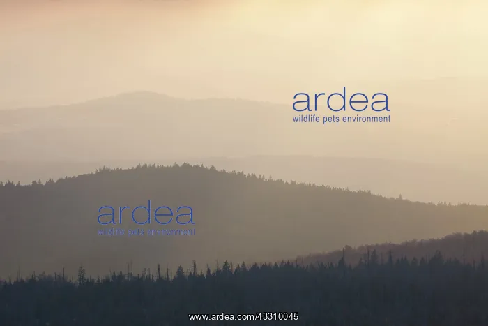 : Bavarian Forest - view from Mount Lusen : Bavarian Forest - view from Mount Lusen
