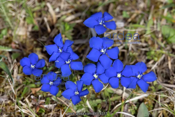  : Bavarian Gentian