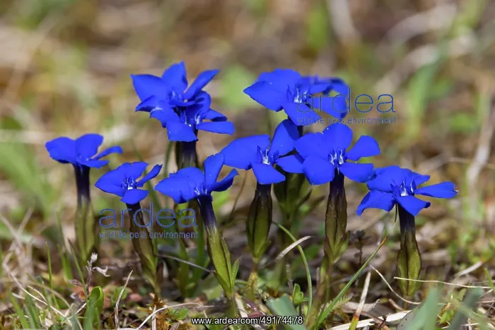  : Bavarian Gentian