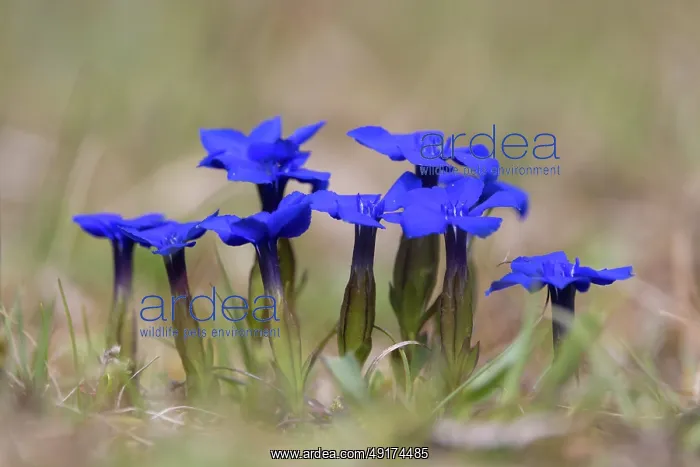  : Bavarian Gentian