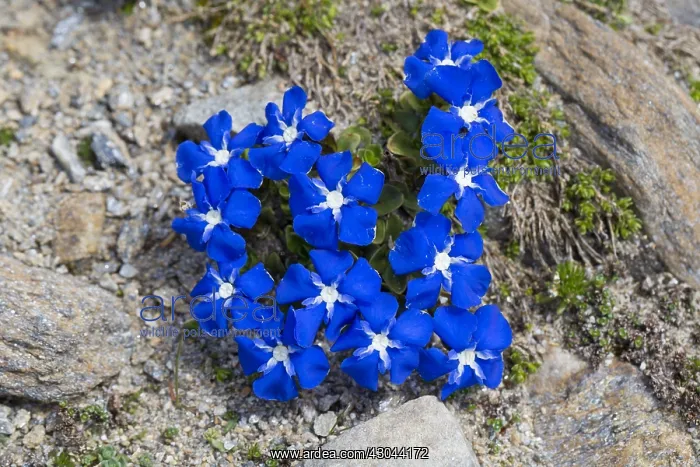 : Bavarian Gentian - flowering plants at Hohe Tauern : Bavarian Gentian - flowering plants at Hohe Tauern