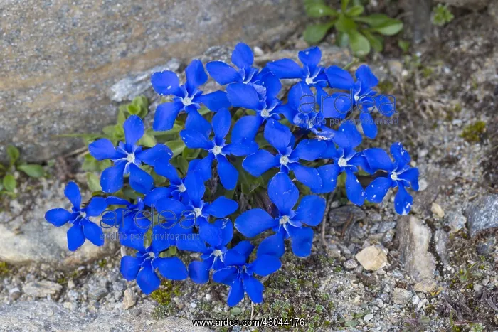 : Bavarian Gentian - flowering plants at Hohe Tauern : Bavarian Gentian - flowering plants at Hohe Tauern