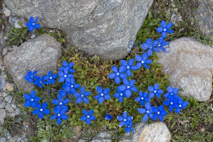 : Bavarian Gentian - flowering plants at Hohe Tauern : Bavarian Gentian - flowering plants at Hohe Tauern