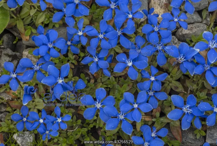 : Bavarian Gentian, Gentiana bavarica in flower in the Alps : Bavarian Gentian, Gentiana bavarica in flower in the Alps