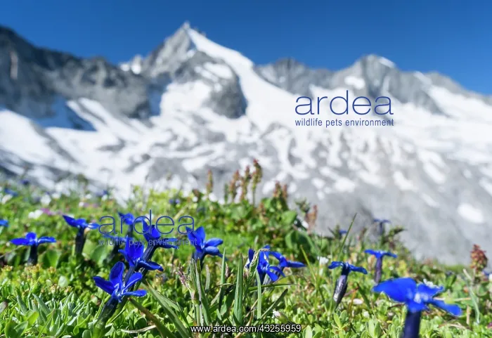 : Bavarian gentian (Gentiana bavarica), Nationalpark : Bavarian gentian (Gentiana bavarica), Nationalpark