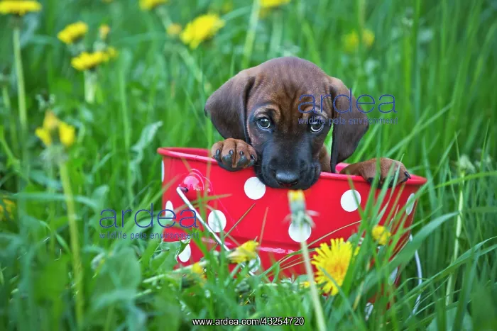 : Bavarian Mountain Hound, puppy sitting in a bucket : Bavarian Mountain Hound, puppy sitting in a bucket
