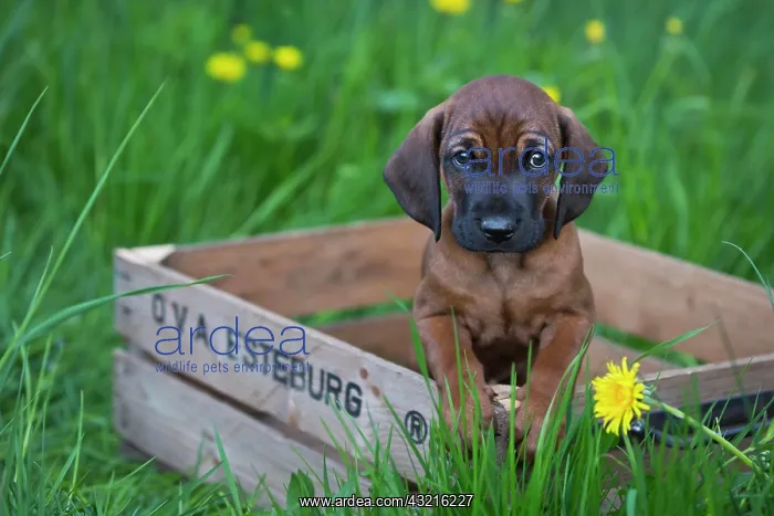 : Bavarian Mountain Hound, puppy sitting in a wooden : Bavarian Mountain Hound, puppy sitting in a wooden