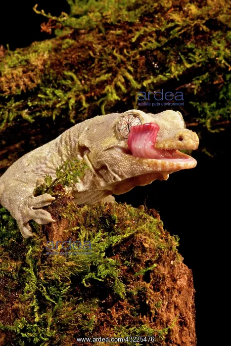 : Bavay's Giant Gecko, Rhacodactylus chahoua : Bavay's Giant Gecko, Rhacodactylus chahoua