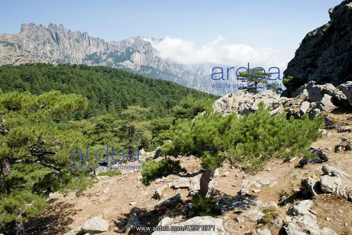 : Bavella Needles and forest : Bavella Needles and forest