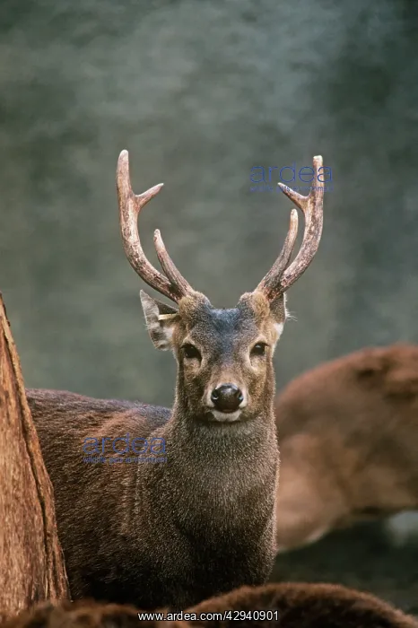: Bawean / Kuhl's Deer - male : Bawean / Kuhl's Deer - male