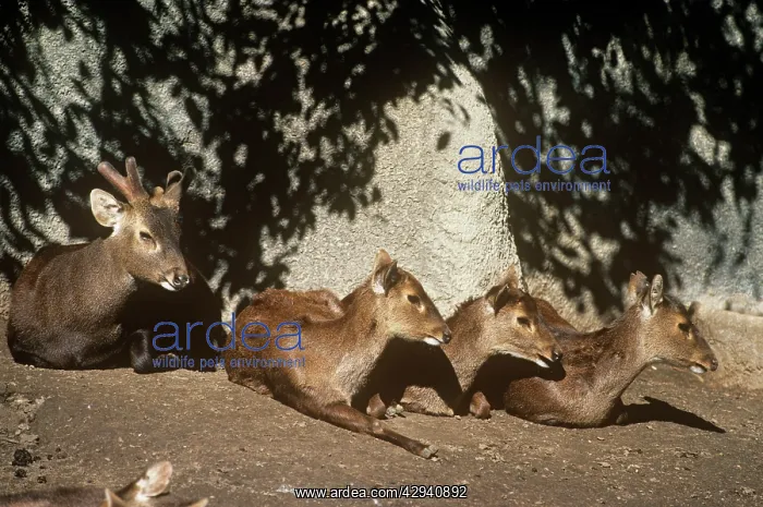 : Bawean / Kuhl's Deer - male (left) and female deer resting : Bawean / Kuhl's Deer - male (left) and female deer resting