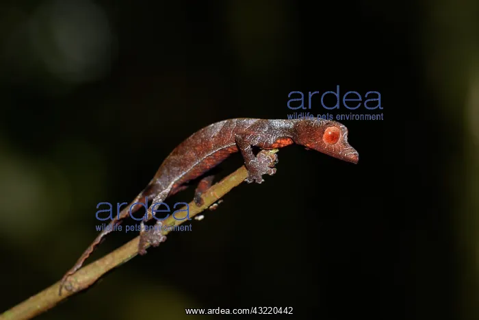 : Baweng satanic leaf gecko (uroplatus phantasticus) : Baweng satanic leaf gecko (uroplatus phantasticus)