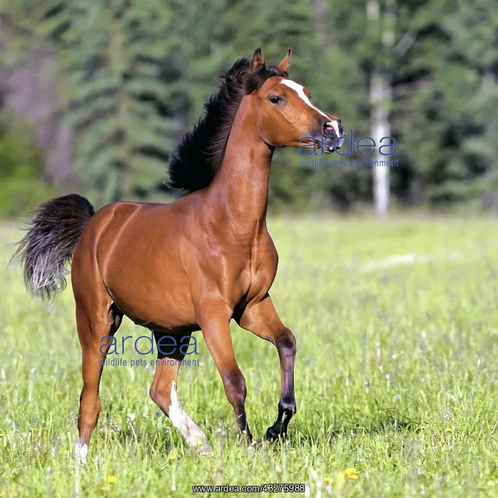 : Bay Arabian two year old Colt running in summer : Bay Arabian two year old Colt running in summer