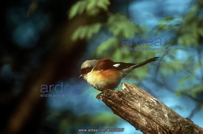 : BAY BACKED SHRIKE : BAY BACKED SHRIKE