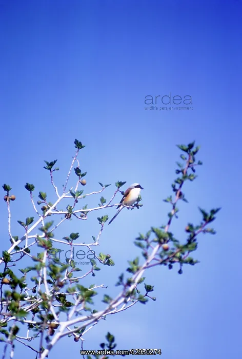 : Bay-backed Shrike : Bay-backed Shrike