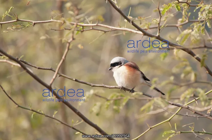 : Bay-backed Shrike : Bay-backed Shrike