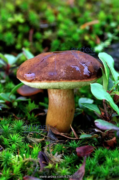 : Bay Boletus - found in mixed woodlands : Bay Boletus - found in mixed woodlands