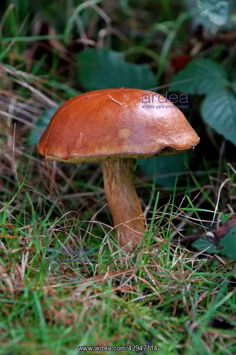 : Bay Boletus - found in mixed woodlands in East Sussex, UK : Bay Boletus - found in mixed woodlands in East Sussex, UK