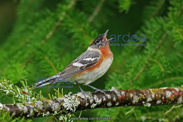 : Bay-breasted Warbler : Bay-breasted Warbler