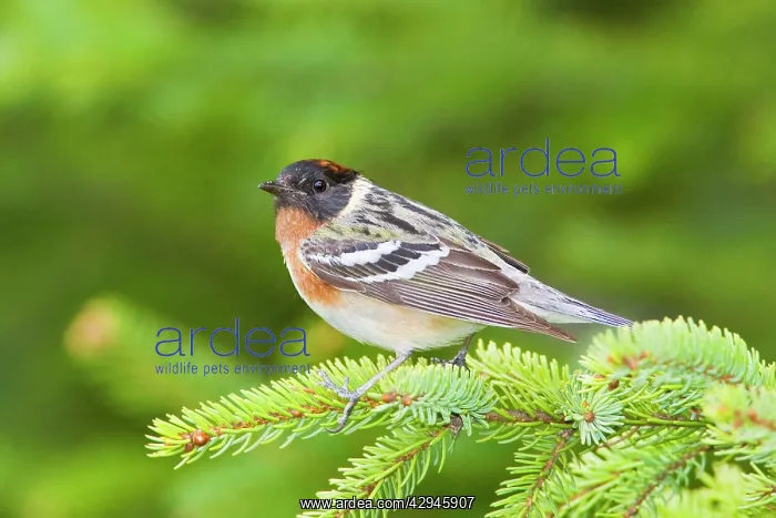 : Bay-breasted Warbler : Bay-breasted Warbler