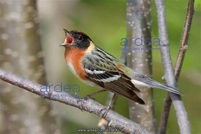 : Bay-breasted Warbler : Bay-breasted Warbler