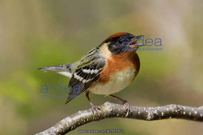 : Bay-breasted Warbler : Bay-breasted Warbler