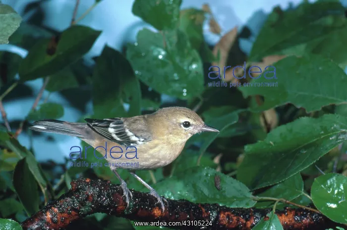 : Bay-breasted Warbler : Bay-breasted Warbler