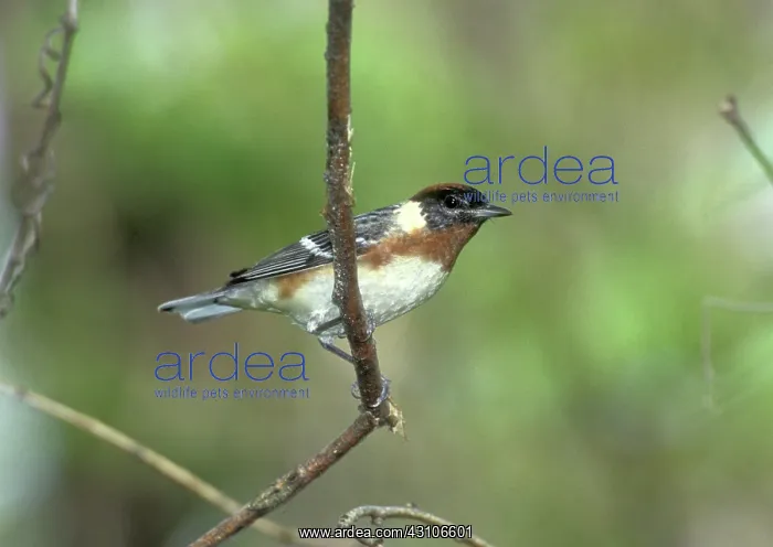 : Bay-breasted Warbler : Bay-breasted Warbler