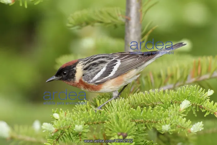 : Bay-breasted Warbler. Adult male in breeding plumage : Bay-breasted Warbler. Adult male in breeding plumage
