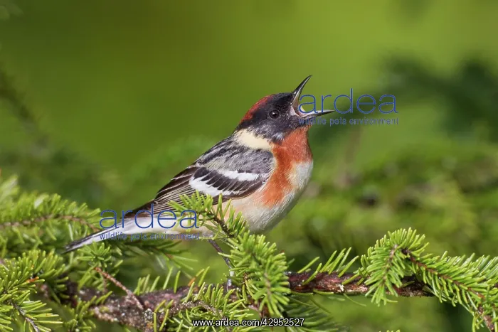 : Bay-breasted Warbler. Adult male in breeding plumage : Bay-breasted Warbler. Adult male in breeding plumage