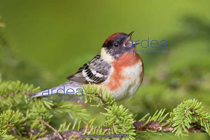 : Bay-breasted Warbler. Adult male in breeding plumage