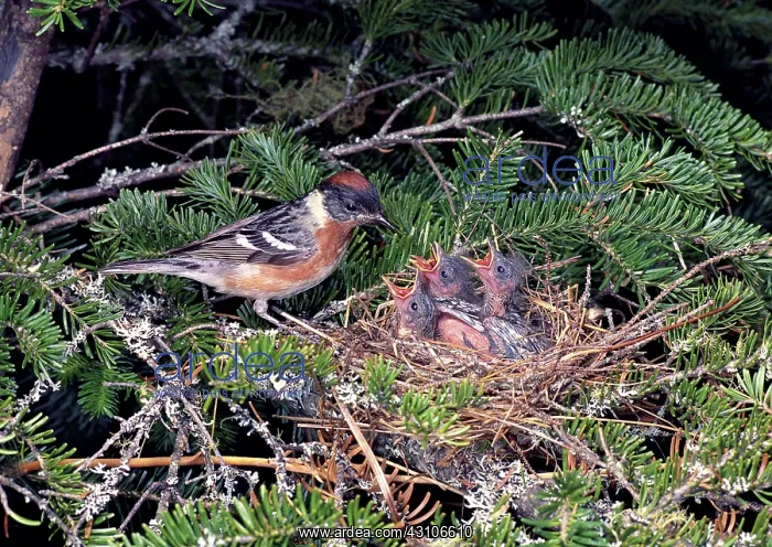 : Bay-breasted Warbler Feeding His Young : Bay-breasted Warbler Feeding His Young