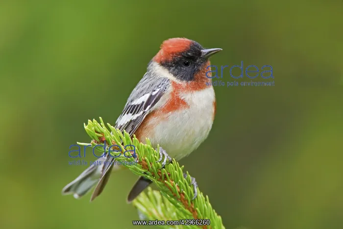 : Bay-breasted Warbler male : Bay-breasted Warbler male