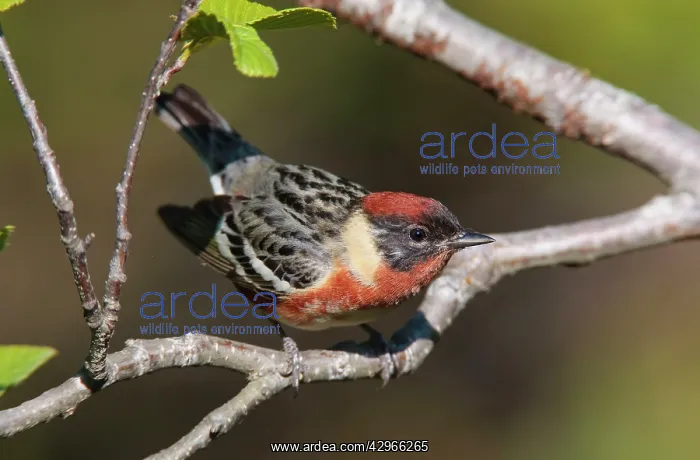 : Bay-breasted Warbler male : Bay-breasted Warbler male