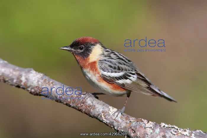 : Bay-breasted Warbler male : Bay-breasted Warbler male