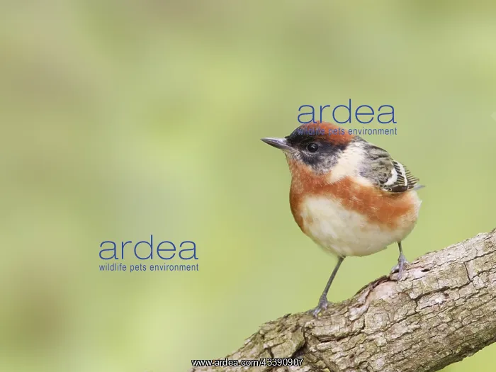 : Bay Breasted Warbler - male Setophaga castanea Magee : Bay Breasted Warbler - male Setophaga castanea Magee