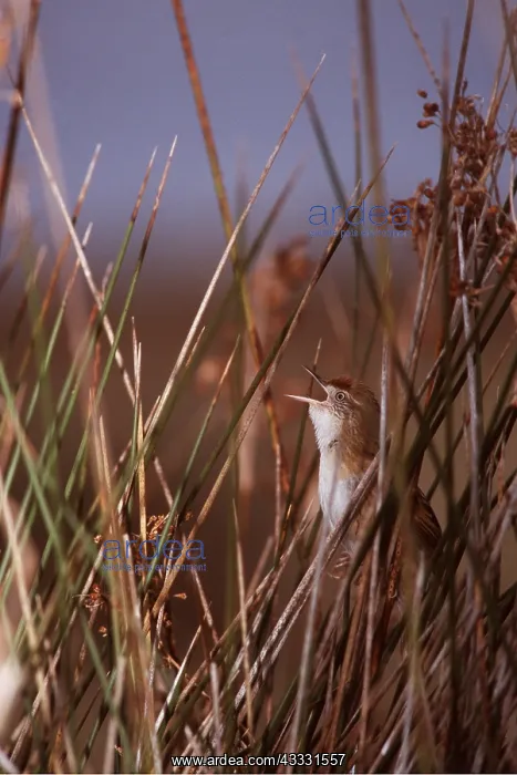 : Bay-capped WREN SPINETAIL - amongst reeds, singing : Bay-capped WREN SPINETAIL - amongst reeds, singing