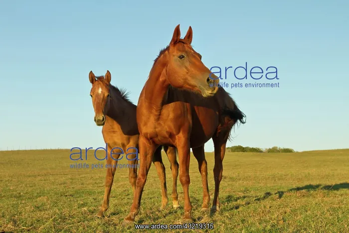 : Bay-colored riding horses on ranch near : Bay-colored riding horses on ranch near