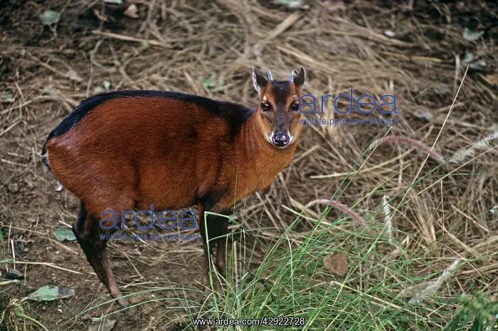  : Bay Duiker