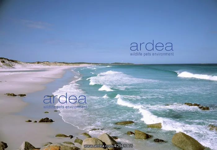 : Bay of Fires coast - Eddystone Lighthouse in background : Bay of Fires coast - Eddystone Lighthouse in background