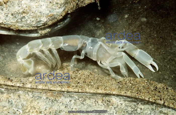 : BAY GHOST SHRIMP : BAY GHOST SHRIMP